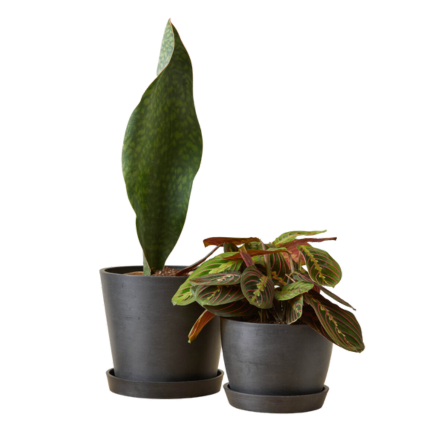 Bloomscape Low Light Bundle Plant Gift